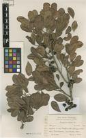 Neotype of Guarea sphenophylla Urb. [family MELIACEAE]