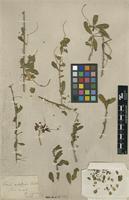 Type of Cadaba natalensis Sond. [family CAPPARIDACEAE]