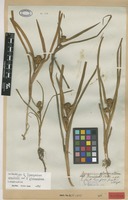 Isolectotype of Sparganium erectum L. var. glomeratum Laest. [family SPARGANIACEAE]
