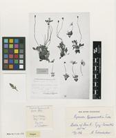 Type of Papaver czekanowskii Tolm. [family PAPAVERACEAE]