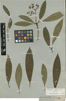Isotype of Rauvolfia natalensis Sond. [family APOCYNACEAE]