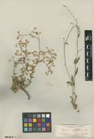 Type of Saponaria griffithiana Boiss. [family CARYOPHYLLACEAE]