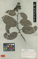Type of Tetracera asperula Miq. [family DILLENIACEAE]