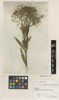 Isotype of Scoparia arborea L.f. [family SCROPHULARIACEAE]