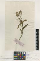 Isotype of Scoparia arborea L.f. [family SCROPHULARIACEAE]
