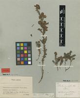 Syntype of Erica armata Klotzsch ex Benth. [family ERICACEAE]