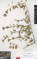 Isotype of Petunia mantiqueirensis T.Ando & Hashim. [family SOLANACEAE]