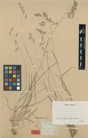 Type of Poa binata Nees [family POACEAE]