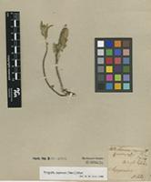 Isotype of Turnera capensis Harv. [family TURNERACEAE]