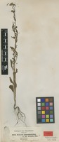 Isotype of Senecio pinnatipartitus Sch.Bip. ex Oliv. & Hiern [family ASTERACEAE]