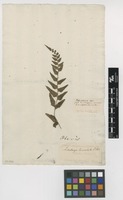 Filed as Pteris longifolia L. [family LINDSAEACEAE]