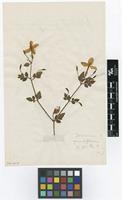 Filed as Jasminum grandiflorum L. [family OLEACEAE]