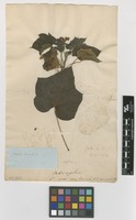 Filed as Jatropha curcas L. [family EUPHORBIACEAE]