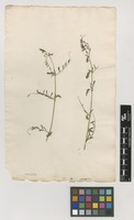 Filed as Vicia peregrina L. [family FABACEAE]