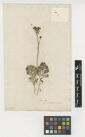 Filed as Ruta montana L. [family RUTACEAE]