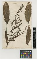 Filed as Rumex sanguineus L. [family POLYGONACEAE]