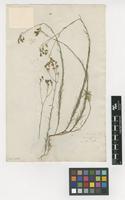 Filed as Linum tenuifolium L. [family LINACEAE]