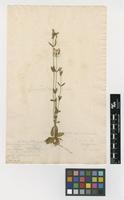 Filed as Erythraea grandiflora Biv. [family GENTIANACEAE]