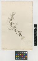 Filed as Galium aristatum L. [family RUBIACEAE]