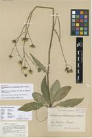 Lectotype of Hieracium saxifragum Fr. var. scopulivagum Dahlst. [family ASTERACEAE]