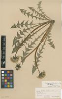 Type of Taraxacum interveniens G.E.Haglund [family ASTERACEAE]