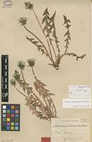 Paratype of Taraxacum latispina Dahlst. [family ASTERACEAE]