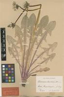 Lectotype of Taraxacum lucidum Dahlst. [family ASTERACEAE]