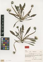 Isotype of Taraxacum maritimum Hagend. , Soest & Zevenb. [family ASTERACEAE]