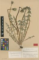 Lectotype of Taraxacum mimuliforme Dahlst. [family ASTERACEAE]