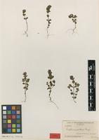 Isotype of Euphrasia suborbicularis Y.Sell & Yeo [family OROBANCHACEAE]