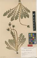 Isolectotype of Taraxacum obtusilobum Dahlst. [family ASTERACEAE]