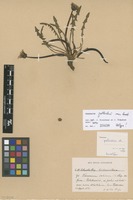 Isotype of Taraxacum pollichii Soest [family ASTERACEAE]