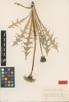 Isolectotype of Taraxacum porrigens Markl. ex Puol. [family ASTERACEAE]