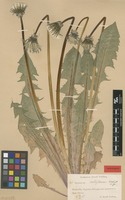 Isolectotype of Taraxacum retroflexum H.Lindb. [family ASTERACEAE]