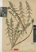 Isolectotype of Taraxacum trilobatum Palmgr. [family ASTERACEAE]