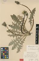 Holotype of Taraxacum uncosum G.E.Haglund [family ASTERACEAE]