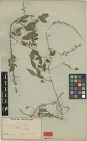 Syntype of Serjania communis Cambess. var. mollis Radlk. [family SAPINDACEAE]