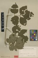 Type of Serjania setigera Radlk. [family SAPINDACEAE]