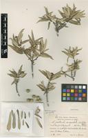 Type of Guettarda angustata Urb. & Ekman [family RUBIACEAE]