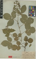 Type of Rubus wirtgenii Auersw. ex Wirtg. [family ROSACEAE]