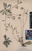 Type of Hieracium basifurcum Nägeli & Peter var. orithales Nägeli & Peter [family ASTERACEAE]