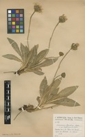 Type of Hieracium gaudryi Boiss. & Orph subsp. hayekianum Dörfl. & Zahn [family ASTERACEAE]