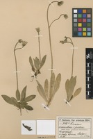 Type of Hieracium levieri Peter subvar. austroponticum Zahn [family ASTERACEAE]