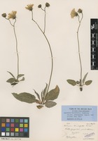 Isotype of Hieracium sommerfeltii Lindeb. var. subtruncatum Pugsley [family ASTERACEAE]