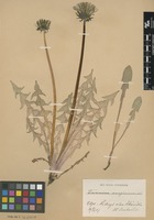 Syntype of Taraxacum acroglossum Dahlst. [family ASTERACEAE]