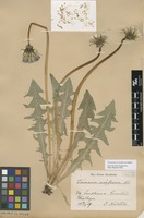 Syntype of Taraxacum croceiflorum Dahlst. [family ASTERACEAE]