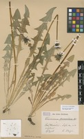 Syntype of Taraxacum piceatum Dahlst. [family ASTERACEAE]