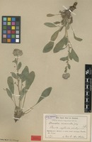 Type of Phacelia circinata (Willd.) Jacq. [family HYDROPHYLLACEAE]