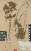 Syntype of Cyperus undulatus Kük. [family CYPERACEAE]