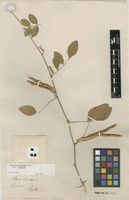 Filed as Clitoria ternatea L. [family FABACEAE]